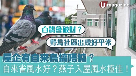 養雀風水|屋企有自來鳥搞唔掂？自來雀風水好？燕子入屋風水極。